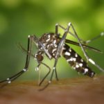 how mosquitoes spread diseases