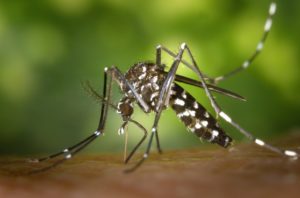 how mosquitoes spread diseases