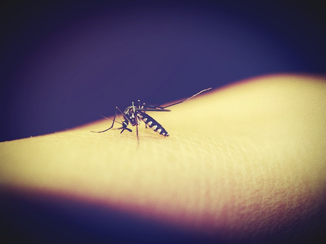 species of mosquitoes