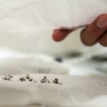 killer mosquitoes